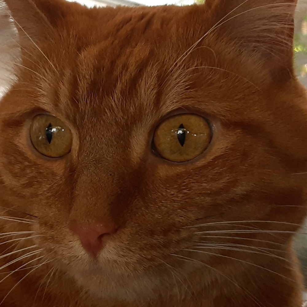 Meet your Posher, Posh